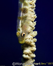 taken in Bunaken NP by Mona Dienhart 